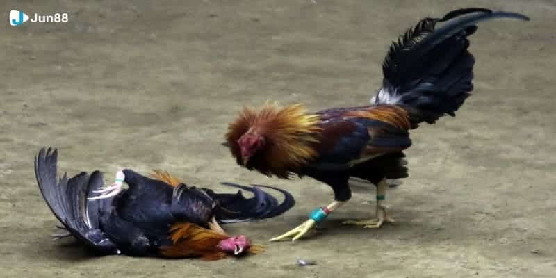 Bảo hiểm thua 5% – tính năng nổi bật tại Jun88 giúp người chơi an toàn hơn”)